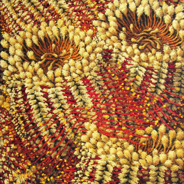 Stephen Trebilcock Mt Lofty Artist in Residence Banksia Coccinea