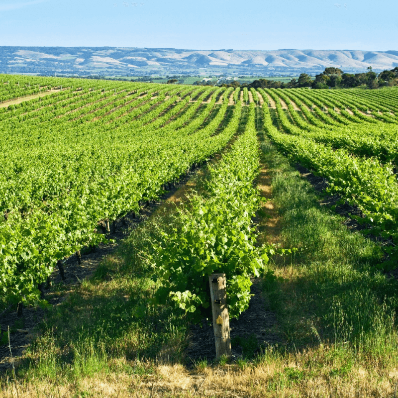 Country Wine Experiences Adelaide Hills