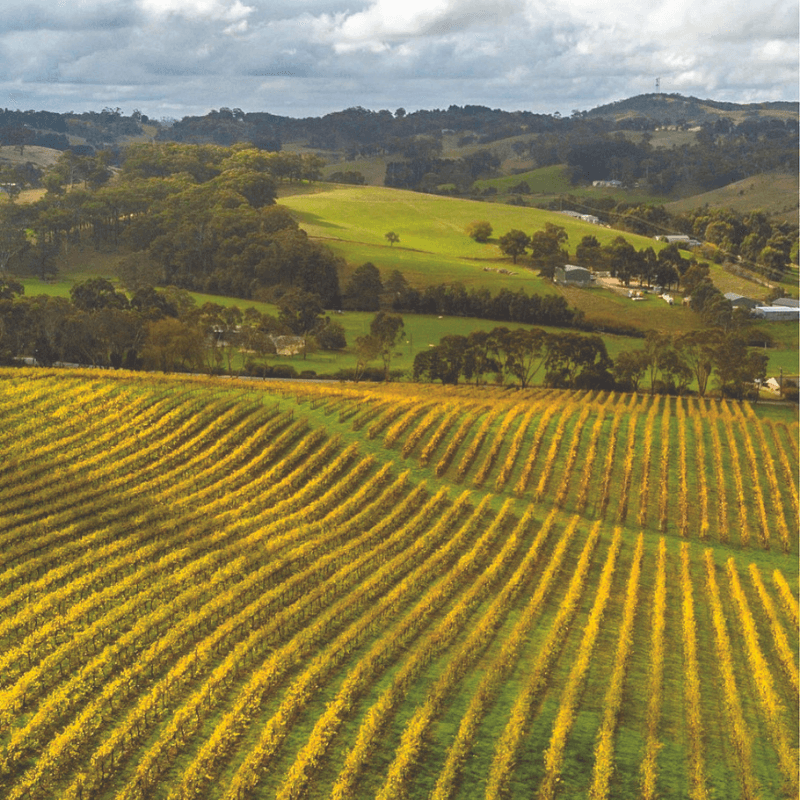 Country Wine Experiences Adelaide Hills