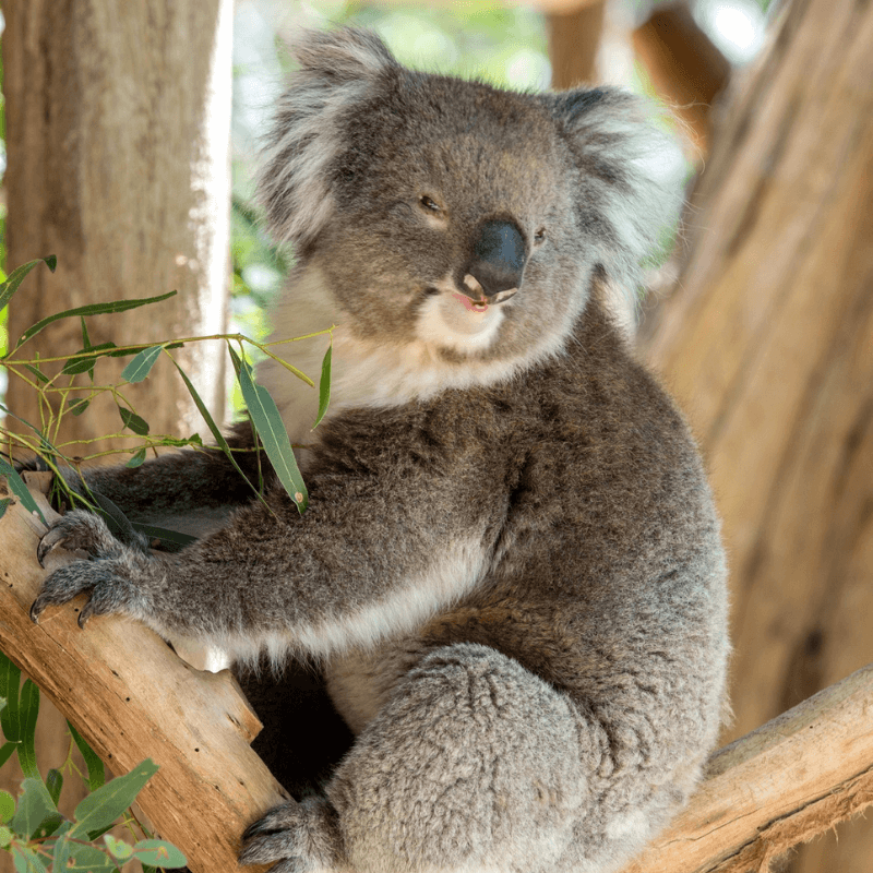 Country Koala Experiences Adelaide Hills