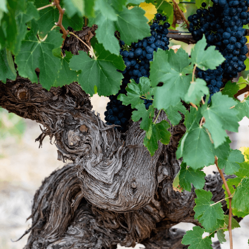 Country Wine tasting Experiences Adelaide Hills
