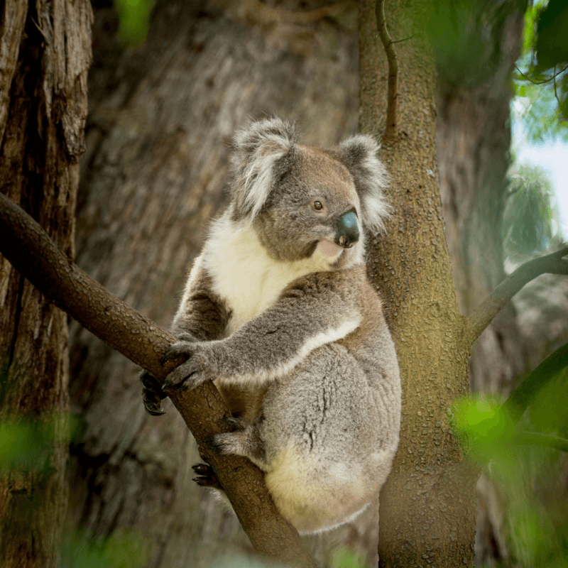 Country Koala Experiences Adelaide Hills